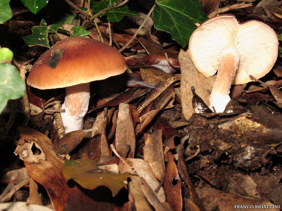 Rhodocybe fallax